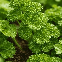 Мята Курчавая