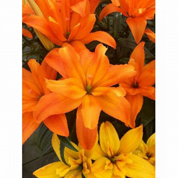 Лилия азиатская махровая Скубиду