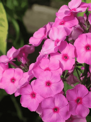 Флокс метельчатый Князь Рюрик