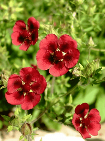 Лапчатка гибридная Monarch Velvet