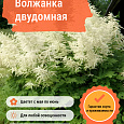 Волжанка двудомная