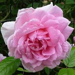 Роза канадская парковая Ламберт Клосс Роза канадская парковая Ламберт Клосс