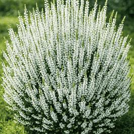 Вереск обыкновенный Elisia