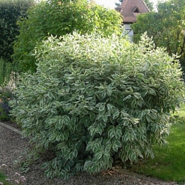 Дерен белый Айвори Хало Дерен белый Айвори Хало