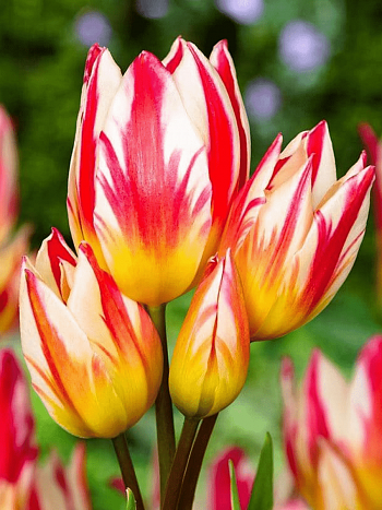 Тюльпан Tricolette