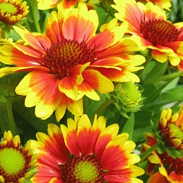 Гайлардия гибридная Kobold