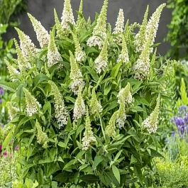 Буддлея Давида Little Rockstars White