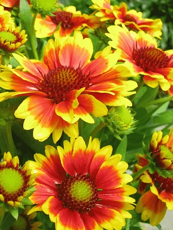 Гайлардия гибридная Kobold