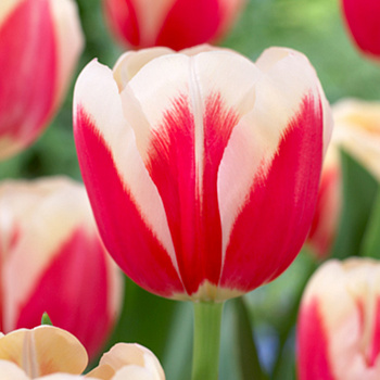 Тюльпан Триумф Роман Эмпайр НАБОР 2ШТ (10+10)