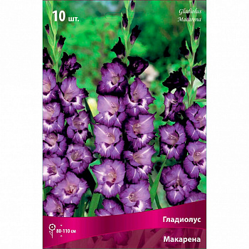 Гладиолус крупноцветковый Макарена