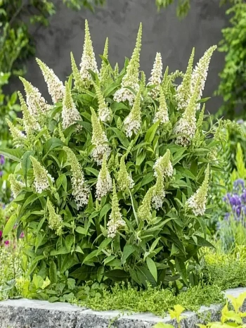 Буддлея Давида Little Rockstars White