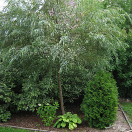 Ива Шверина улучшенная