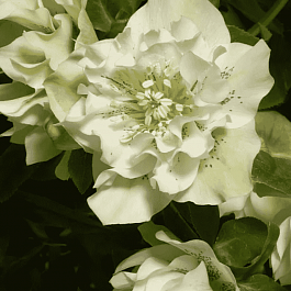 Морозник восточный White Double