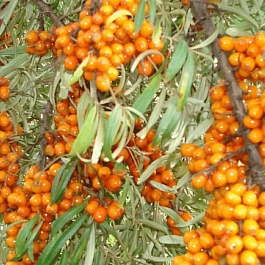 Облепиха превосходная