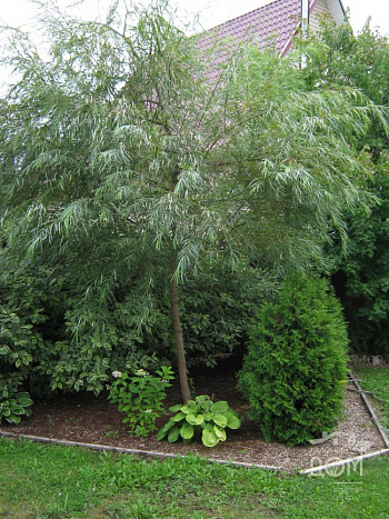 Ива Шверина улучшенная