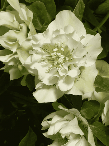 Морозник восточный White Double