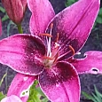 Лилия Purple Eye
