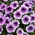 Петуния многоцветковая Бригитта F1 Петуния многоцветковая Бригитта F1