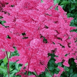 Астильба японская Vesuvius