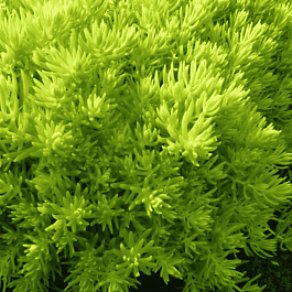 Очиток седумовидный Kent Belle