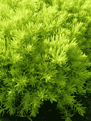 Очиток седумовидный Kent Belle