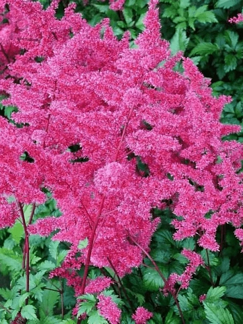 Астильба японская Vesuvius