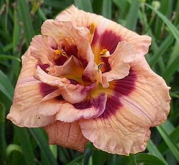 Лилейник гибридный Йо Энджел Лилейник гибридный Йо Энджел