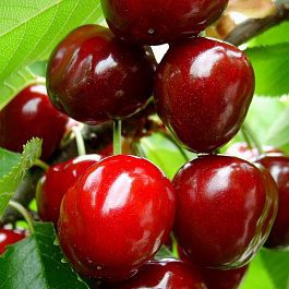 Вишня обыкновенная Изобильная