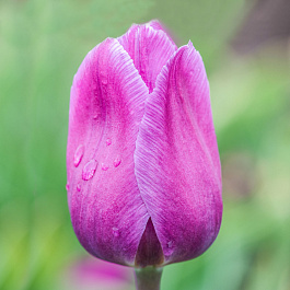 Тюльпан Триумф Блу Бьюти