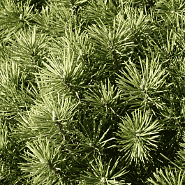 Сосна горная Kobold