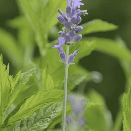 Мята Лаванда