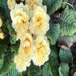 Примула Creme du Tregor