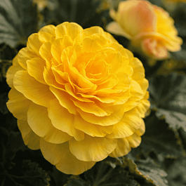 Бегония клубневая Mocca Yellow