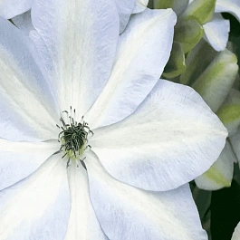 Клематис гибридный Ivan Olsson