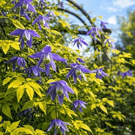 Клематис  Stolwijk Gold