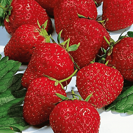 Земляника садовая Эльвира