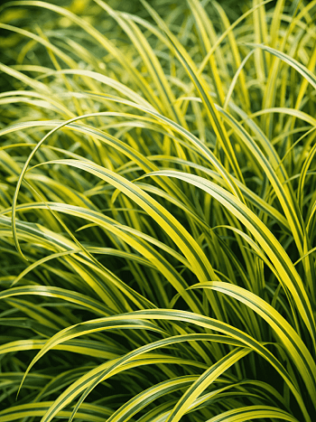 Аир злаковидный Ogon