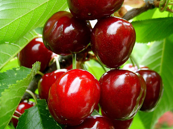 Вишня обыкновенная Изобильная