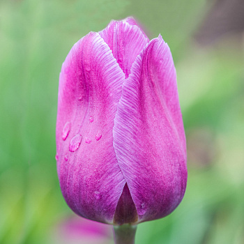 Тюльпан Триумф Блу Бьюти