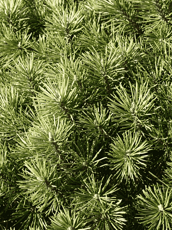 Сосна горная Kobold