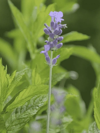 Мята Лаванда