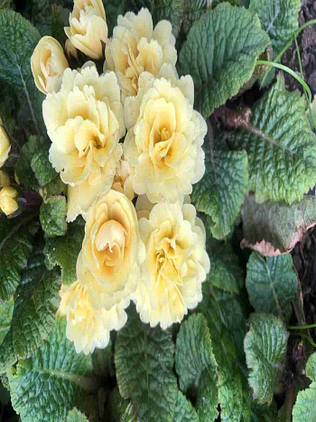 Примула Creme du Tregor