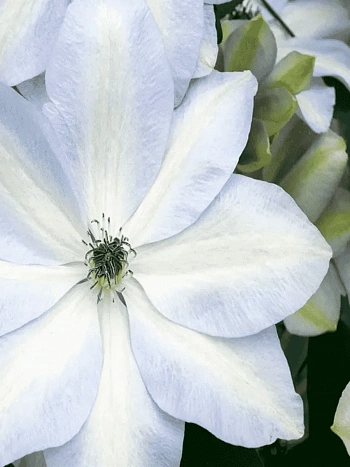 Клематис гибридный Ivan Olsson