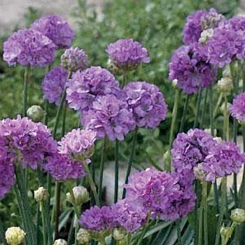 Аремерия ложноармерия Ballerina Lilac