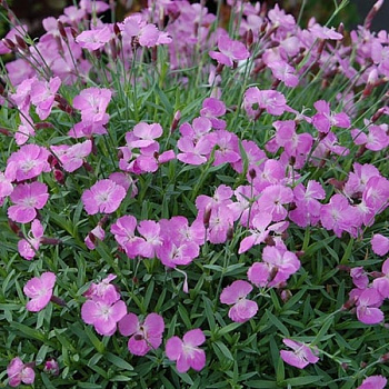 Гвоздика серовато-голубая Роуз Ред Гвоздика серовато-голубая Роуз Ред