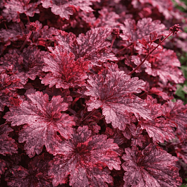 Гейхера Midnight Rose