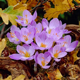 Крокус прекрасный Кассиопея