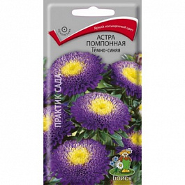 Астра помпонная Темно-синяя