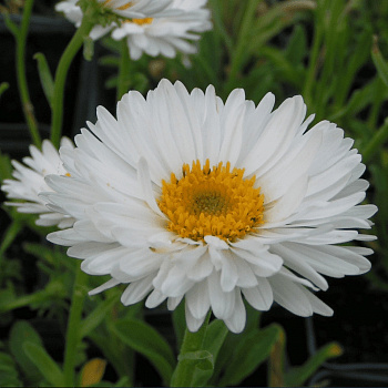 Астра альпийская Альбус