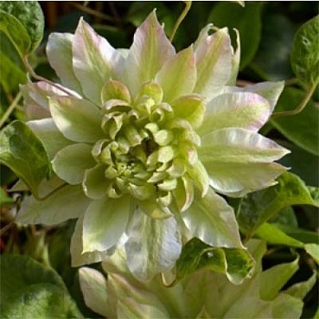 Клематис крупноцветковый Сэн-но-Кадзэ